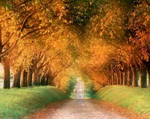 A road lined with Oaks